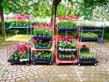 Blumen