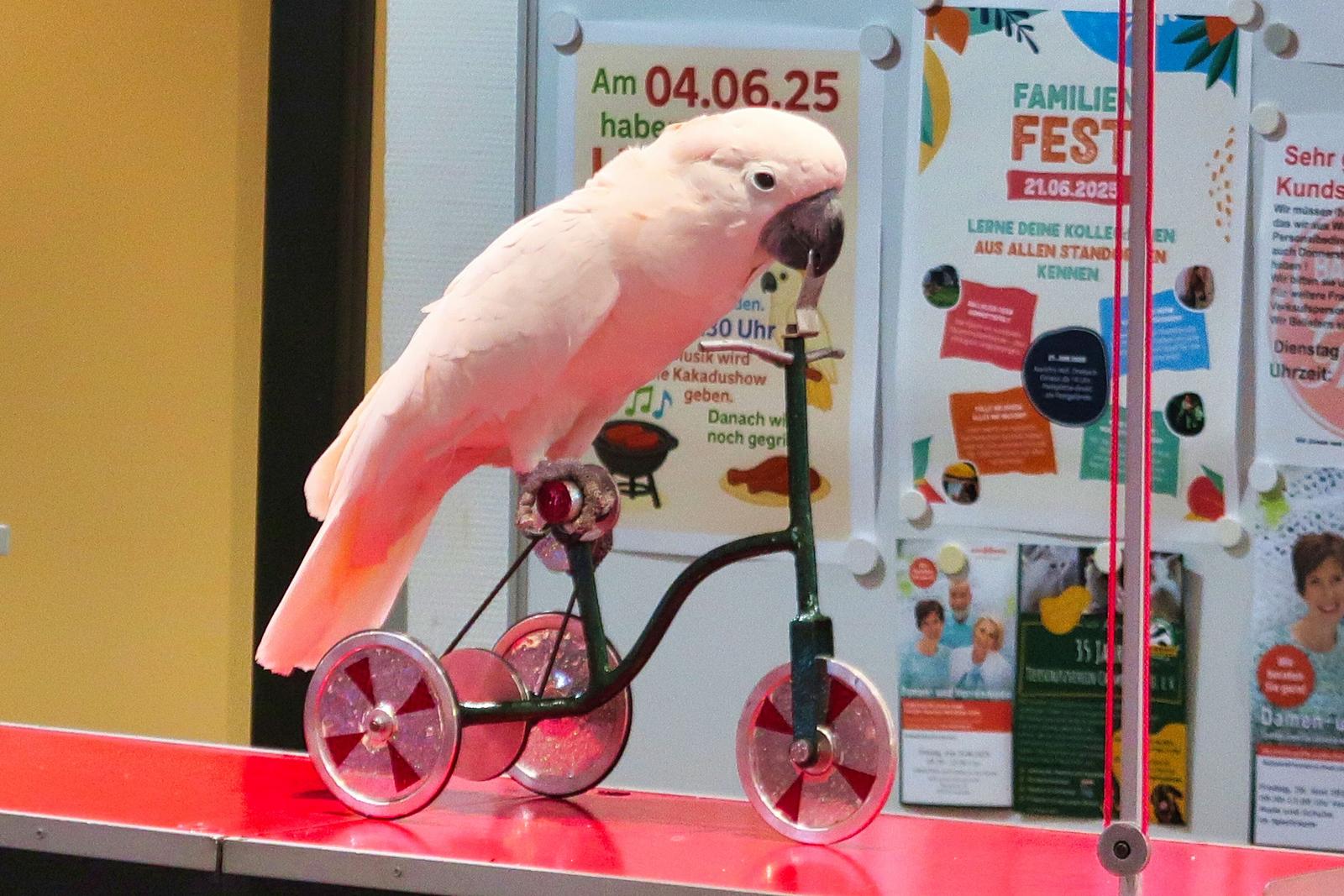 Auf diesem Bild ist ein Kakadu zu sehen welcher auf einem kleinen Fahrrad fährt.